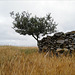 Zambujeiro, Wild olive tree, Penedos