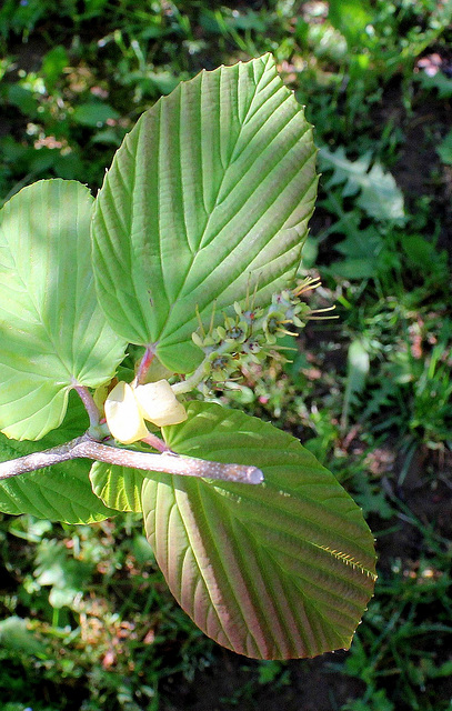 Corylopsis