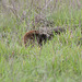 California ground squirrel