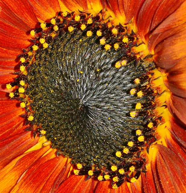 Sunflowers at the Byker City Farm