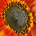 Sunflowers at the Byker City Farm