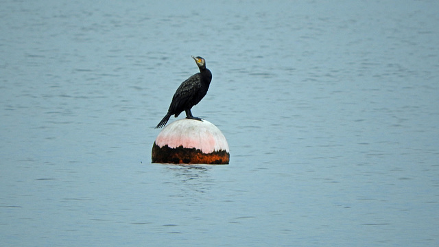 Cormorant posing