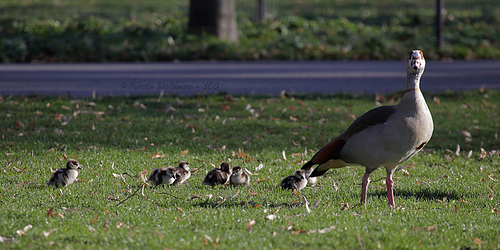 Familie Nilgans (Wilhelma)