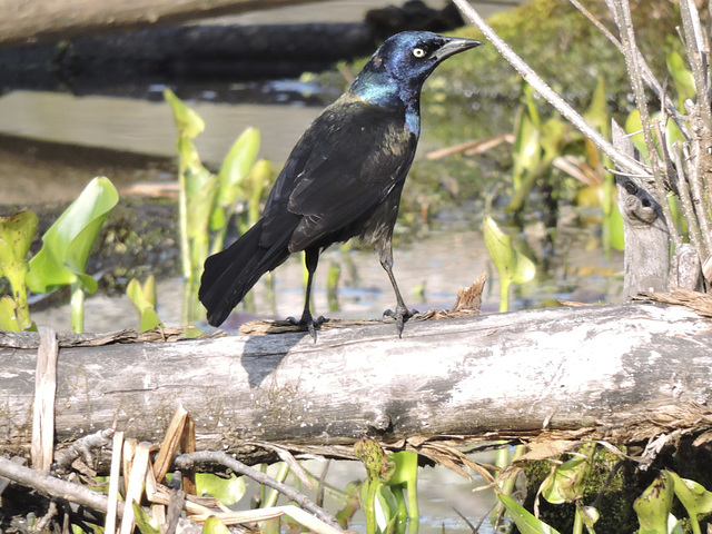 Grackle