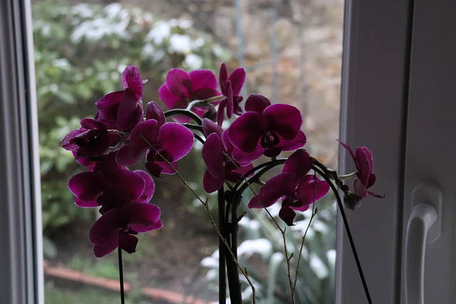 une de mes orchidée