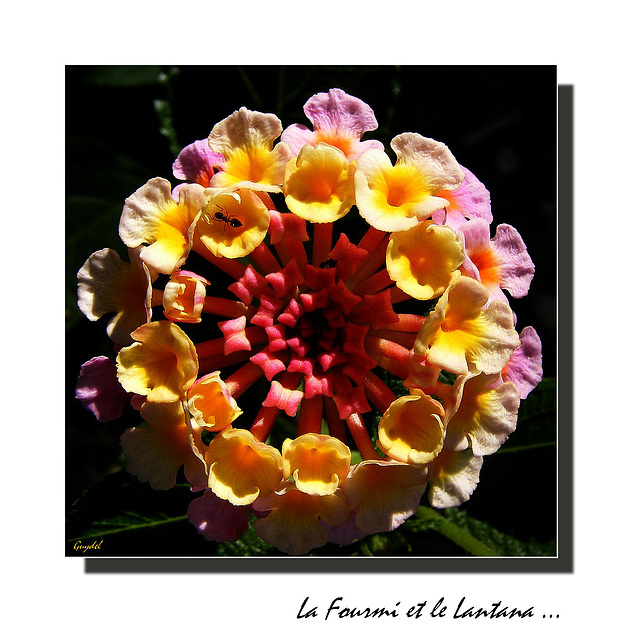 Lantana ( Dans mes tiroirs N°1 )