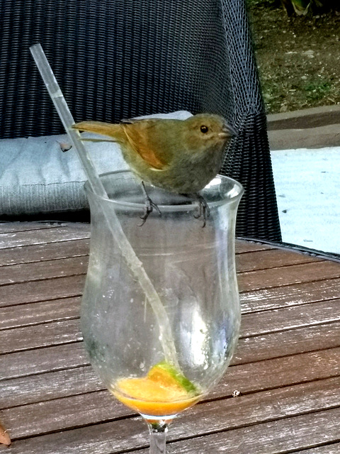 Lesser Antillean Bullfinch (Female)