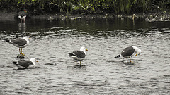 20190612 5046CPw [R~GB] Austernfischer, Heringsmöwe, Skomer, Wales