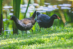 The Moorhen family on the pond