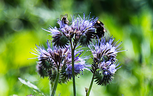 20200527 3902RAw [D~LIP] Rainfarn-Phazelie (Phacelia tanacetifolia), Insekt, UWZ, Bad Salzuflen