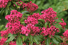 Mountain Laurel pre-bloom