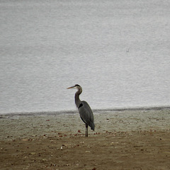 Great blue heron (Ardea herodias)