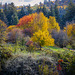 Washington Park Autumn