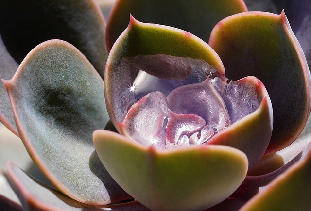 Sedum mit Sonnensternen