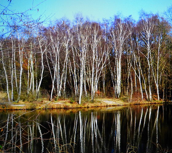 Birch mirror