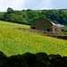 Field Barn and flower meadow