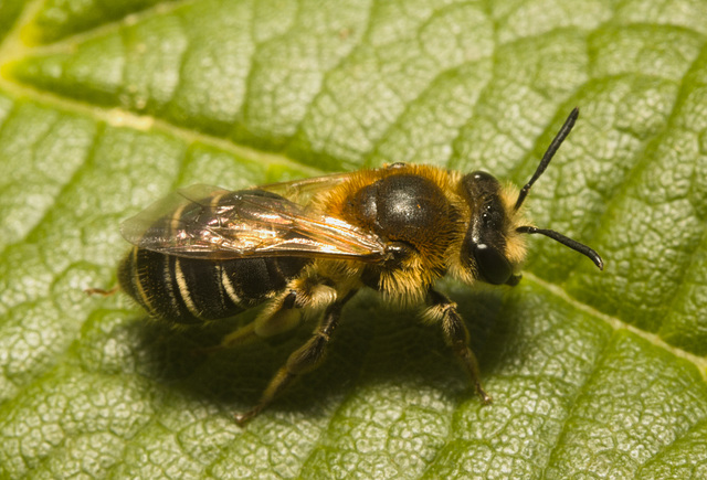 IMG 0428 Bee