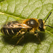 IMG 0428 Bee