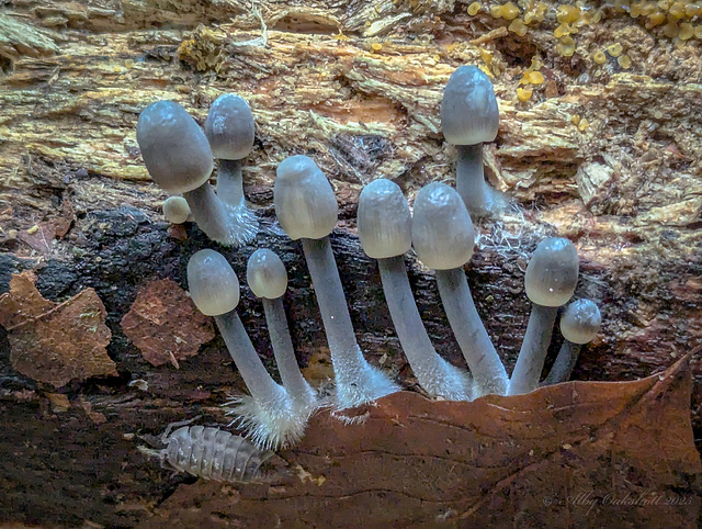 Fungi - Pixel 7 Pro