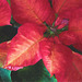 poinsettia