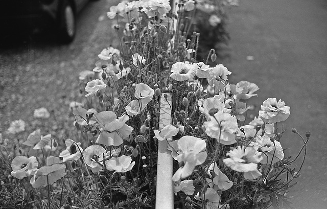 Poppies on the sidewalk