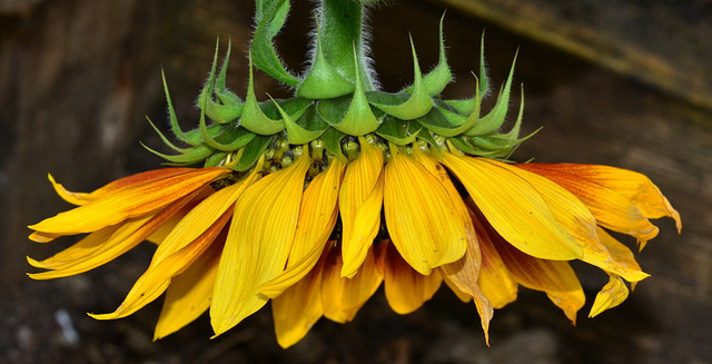 Sunflowers at the Byker City Farm