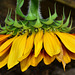 Sunflowers at the Byker City Farm