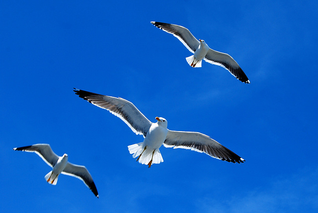 Three Seagulls