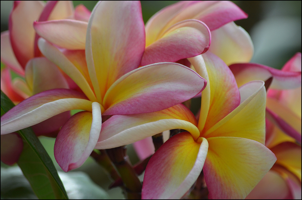 Plumeria