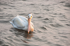 Pelican on Wascana
