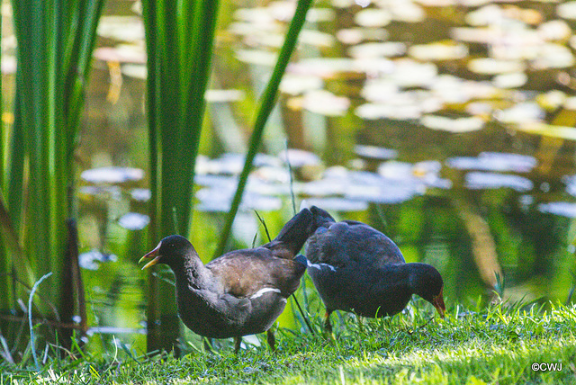 The Moorhen family on the pond