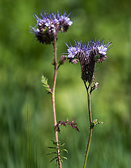 20200527 3903VRAw [D~LIP] Rainfarn-Phazelie (Phacelia tanacetifolia), UWZ, Bad Salzuflen