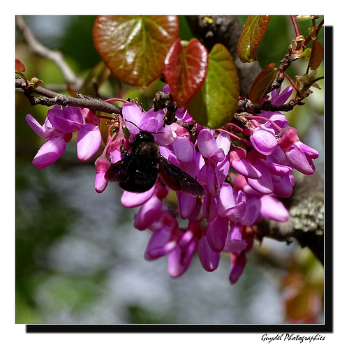 L'Abeille Charpentière (Xylocopa violacea) ...