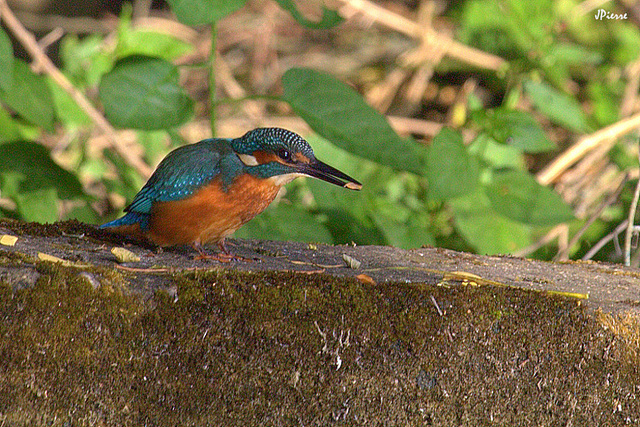 Juvenile