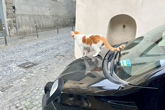 Orvieto 2024 – Cat hood ornament