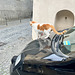 Orvieto 2024 – Cat hood ornament