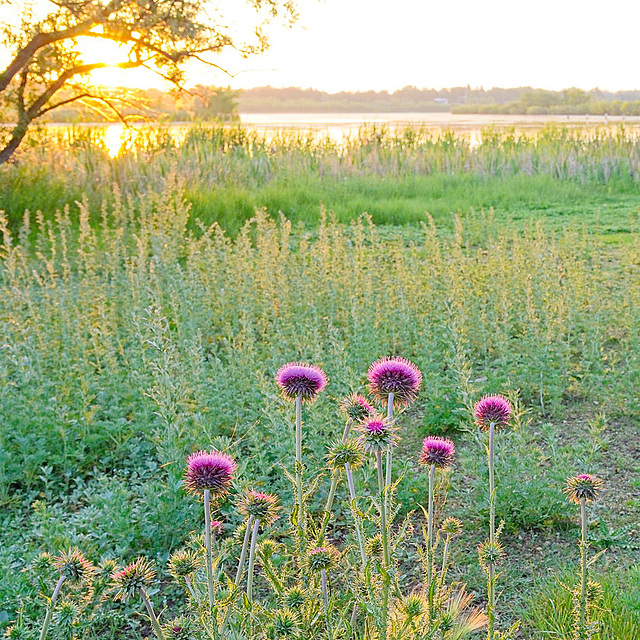 thistles catching the rays