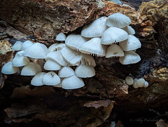 Fungi - Pixel 7 Pro