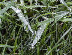 Grass droplets