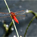 Libellule Ecarlate ( Crocothemis Erythraea ) mâle