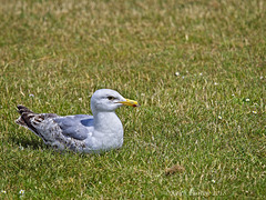 Gull