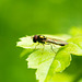 Hoverfly (22)