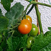 20150731 045Hw [D~RI] Tomate, Rinteln