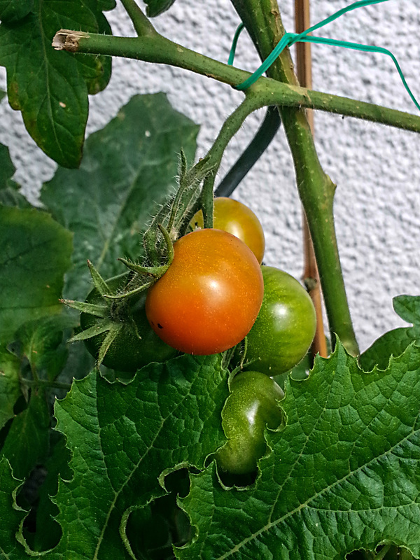 20150731 045Hw [D~RI] Tomate  (Solanum agg), Rinteln