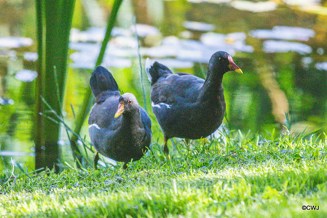 The Moorhen family on the pond The Moorhen family on the pond