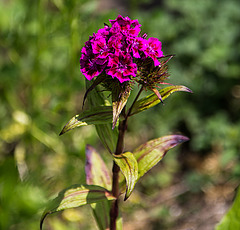 20200527 3907VRAw [D~LIP] Bart-Nelke (Dianthus barbatus), UWZ, Bad Salzuflen