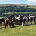 Cattle at Crossgates