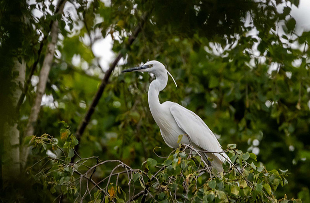 Little egret