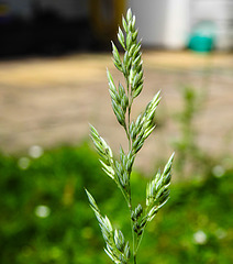 20230713 1765CPw [D~LIP] Wolliges Honiggras (Holcus lanatus), Bad Salzuflen