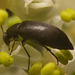 IMG 0002 Beetle-2